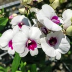 Dendrobium Airy Ice